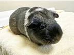 Adopt Abby a Guinea Pig small animal in Oceanside, CA (41501905)