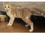 Adopt Gary a Orange or Red Domestic Shorthair / Mixed (short coat) cat in Long