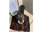 Adopt Lacey a Labrador Retriever / Mixed dog in Medford, WI (41501804)