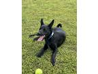Adopt Oakley a Black German Shepherd Dog / Mixed dog in Raeford, NC (41497119)