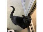 Adopt Felix a Domestic Shorthair / Mixed cat in Nanaimo, BC (41487007)