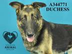 Adopt DUCHESS a German Shepherd Dog