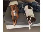 Adopt Barkley & Patton (Bonded) a White - with Brown or Chocolate German