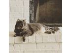 Adopt Piper a Gray or Blue Domestic Longhair / Mixed (medium coat) cat in