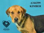 Adopt KIMBER a Rottweiler, Mixed Breed
