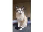 Adopt Moo Shu a White (Mostly) Siamese / Mixed (short coat) cat in Pasadena