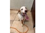 Adopt Charlie a White - with Tan, Yellow or Fawn English Setter / Mixed dog in
