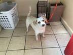 Adopt A514819 a Terrier, Mixed Breed