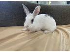 Adopt BOBA a Bunny Rabbit
