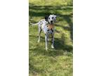 Adopt Lilo a Black - with White Dalmatian / Mixed dog in Cedar Hill
