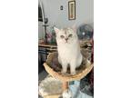 Adopt Snowball a White (Mostly) British Shorthair / Mixed (short coat) cat in