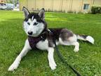 Adopt Tori a Husky / Mixed dog in Penticton, BC (41501785)