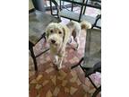 Adopt Deebo a Red/Golden/Orange/Chestnut Goldendoodle / Mixed dog in Auburndale