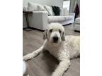 Adopt Kota a White Great Pyrenees / Komondor / Mixed dog in Chesterfield