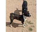 Adopt Summer a Brindle - with White Mountain Cur / Mixed dog in Adelanto