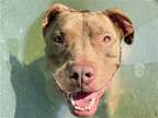 Adopt TYSON a Brown/Chocolate Pit Bull Terrier / Mixed dog in Denver