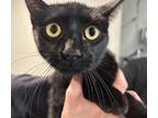 Adopt Jade*/ F.L. 26 a Domestic Shorthair / Mixed cat in Pomona, CA (41501564)