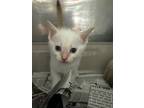 Adopt Leo a White Domestic Shorthair (short coat) cat in Northlake