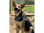 Adopt Hollywood a Black - with Brown, Red, Golden, Orange or Chestnut Shepherd