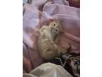 Adopt Oscar a Orange or Red Tabby Tabby / Mixed (medium coat) cat in Romoland