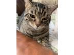 Adopt Little Boy a Brown Tabby Tabby / Mixed (short coat) cat in Colorado
