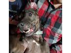 Adopt Mia a Black Xoloitzcuintle/Mexican Hairless / Whippet / Mixed dog in