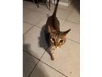 Adopt Snickers a Gray, Blue or Silver Tabby Domestic Shorthair / Mixed (short