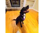 Adopt Melly a Black - with White Labrador Retriever / Mixed dog in Ofallon