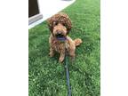 Adopt Watson a Brown/Chocolate - with Tan Poodle (Miniature) / Mixed dog in San