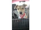 Adopt Manda a Black - with Tan, Yellow or Fawn Border Terrier / Mixed dog in