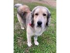 Adopt Benny a Black - with Tan, Yellow or Fawn Great Pyrenees / Mixed dog in