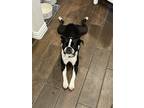 Adopt Ace a Black - with White Boston Terrier / Mixed dog in Plano