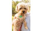 Adopt Duchess a Tan/Yellow/Fawn Poodle (Miniature) / Mixed dog in Kingwood