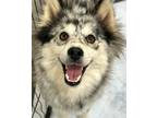 Adopt Delilah a Merle Pomeranian / Australian Shepherd / Mixed dog in