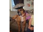 Adopt Sarge a Tan/Yellow/Fawn - with White Great Dane / Rottweiler / Mixed dog