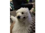 Adopt Huey the Gr8 a White Bichon Frise / Mixed dog in Houston, TX (41143504)