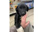 Adopt DODGER by a Black - with White Labrador Retriever / Great Pyrenees / Mixed