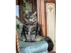Adopt Machi a Gray, Blue or Silver Tabby Himalayan / Mixed (long coat) cat in
