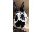 Adopt Lulu a Other/Unknown / Mixed (short coat) rabbit in New York