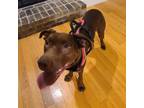 Adopt Missy a Brown/Chocolate Labrador Retriever / Mixed dog in Ofallon