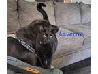 Adopt Laverne and Shirley a Black (Mostly) Domestic Shorthair / Mixed (short