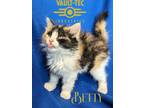 Adopt Betty a Calico or Dilute Calico Domestic Longhair (long coat) cat in Erie