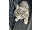 Adopt Grey Grey - Adoptable a Domestic Shorthair / Mixed (short coat) cat in