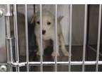 Adopt Saul a White Labrador Retriever dog in Weatherford, TX (41501217)