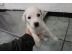 Adopt Brock a White Labrador Retriever dog in Weatherford, TX (41501215)
