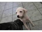 Adopt Felipe a White Labrador Retriever dog in Weatherford, TX (41501214)