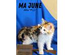 Adopt Ma June a Calico or Dilute Calico Domestic Longhair (long coat) cat in