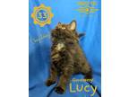 Adopt Lucy a All Black Domestic Longhair (long coat) cat in Erie, PA (41501208)