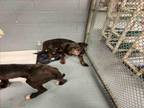 Adopt LEAH a Pit Bull Terrier, Labrador Retriever