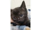 Adopt Gerald a All Black Domestic Shorthair (short coat) cat in Erie